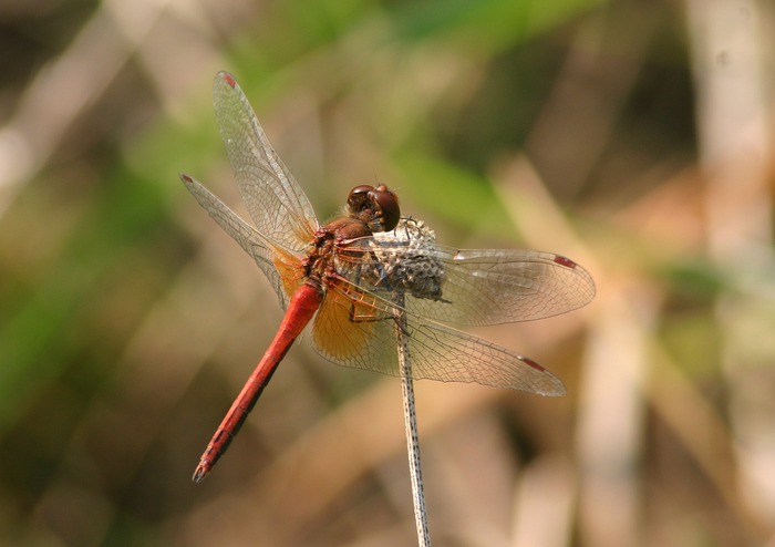 Gefleckte Heidelibelle (Sympetrum flaveolum)