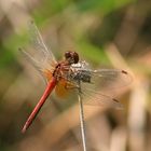 Gefleckte Heidelibelle (Sympetrum flaveolum)