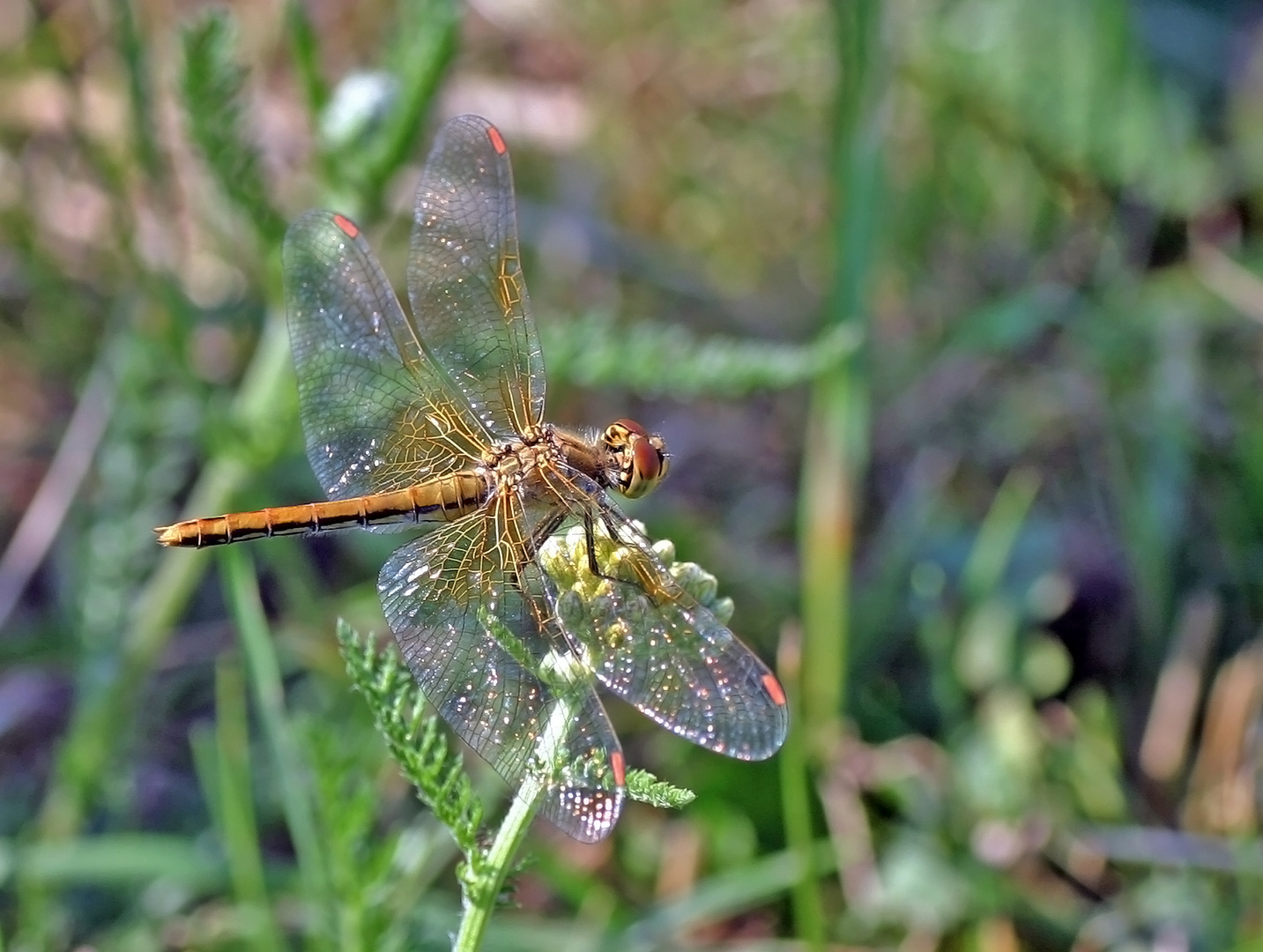 Gefleckte Heidelibelle (Sympetrum flaveolum).....