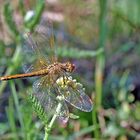 Gefleckte Heidelibelle (Sympetrum flaveolum).....