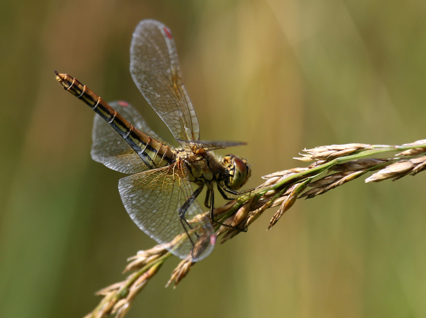 Gefleckte Heidelibelle, Sympetrum flaveolum