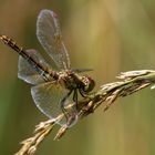 Gefleckte Heidelibelle, Sympetrum flaveolum