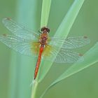 Gefleckte Heidelibelle (Sympetrum flaveolum), Männchen