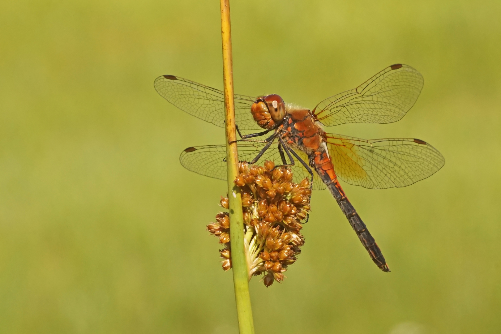 Gefleckte Heidelibelle (Sympetrum flaveolum), Männchen