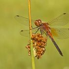 Gefleckte Heidelibelle (Sympetrum flaveolum), Männchen