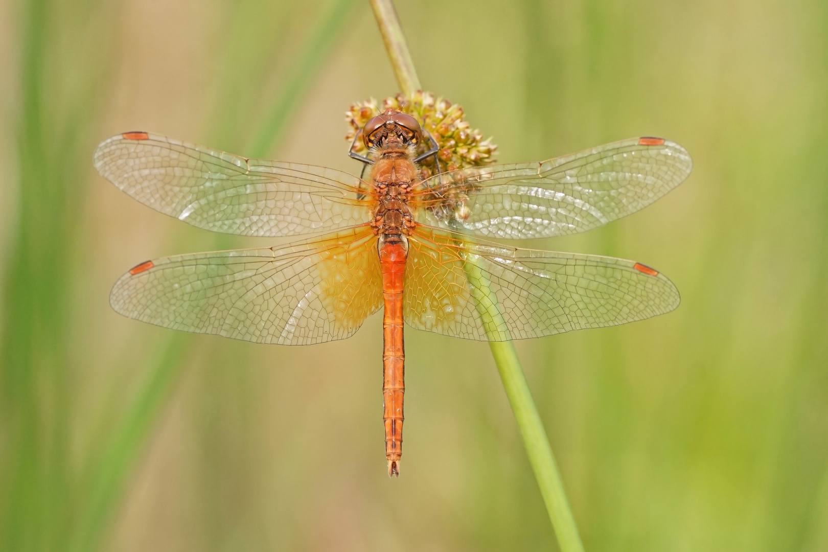 Gefleckte Heidelibelle (Sympetrum flaveolum), Männchen