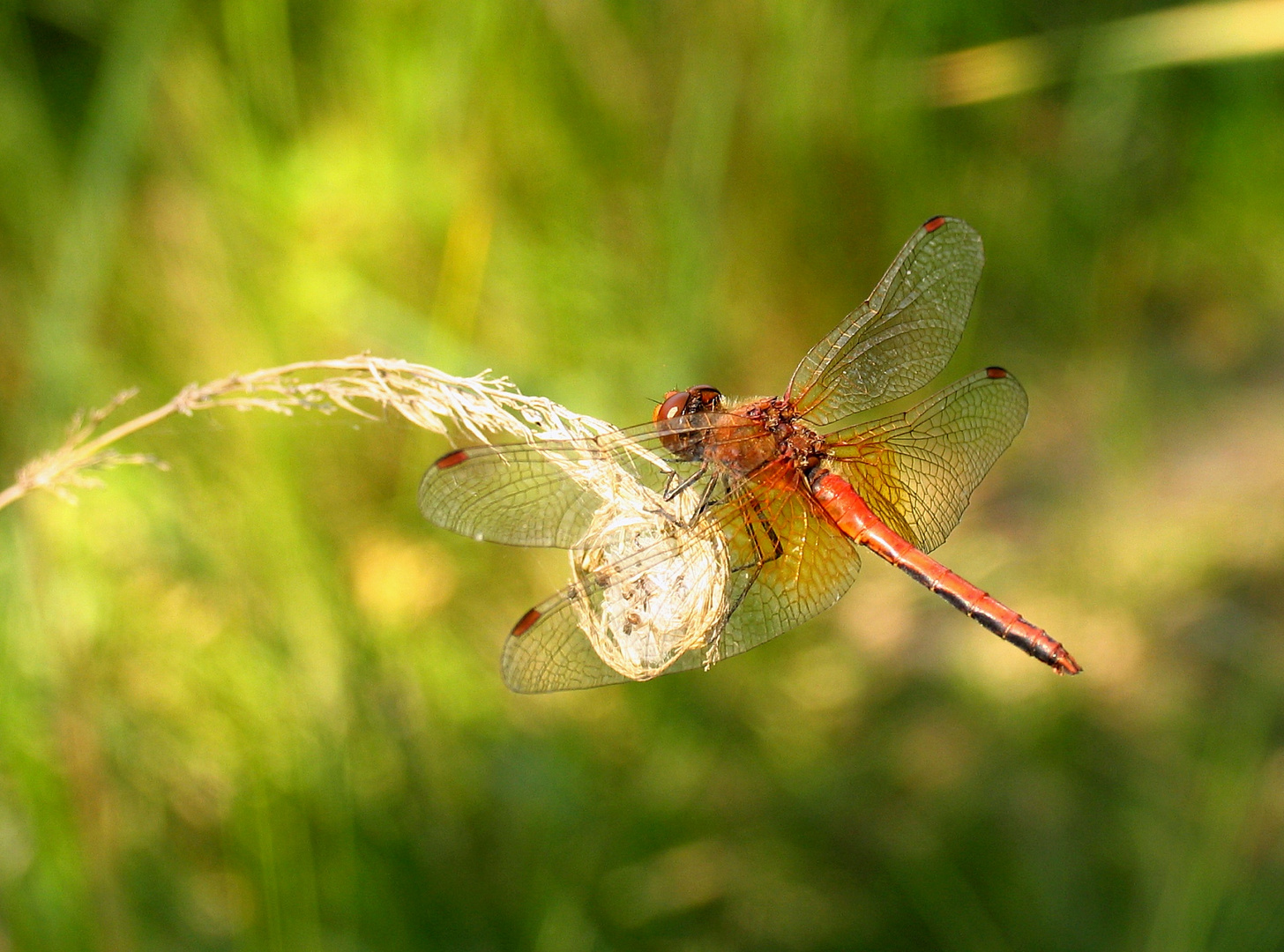 Gefleckte Heidelibelle (Sympetrum flaveolum), Männchen