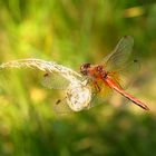 Gefleckte Heidelibelle (Sympetrum flaveolum), Männchen