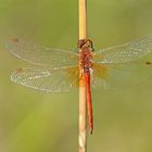 Gefleckte Heidelibelle (Sympetrum flaveolum), Männchen