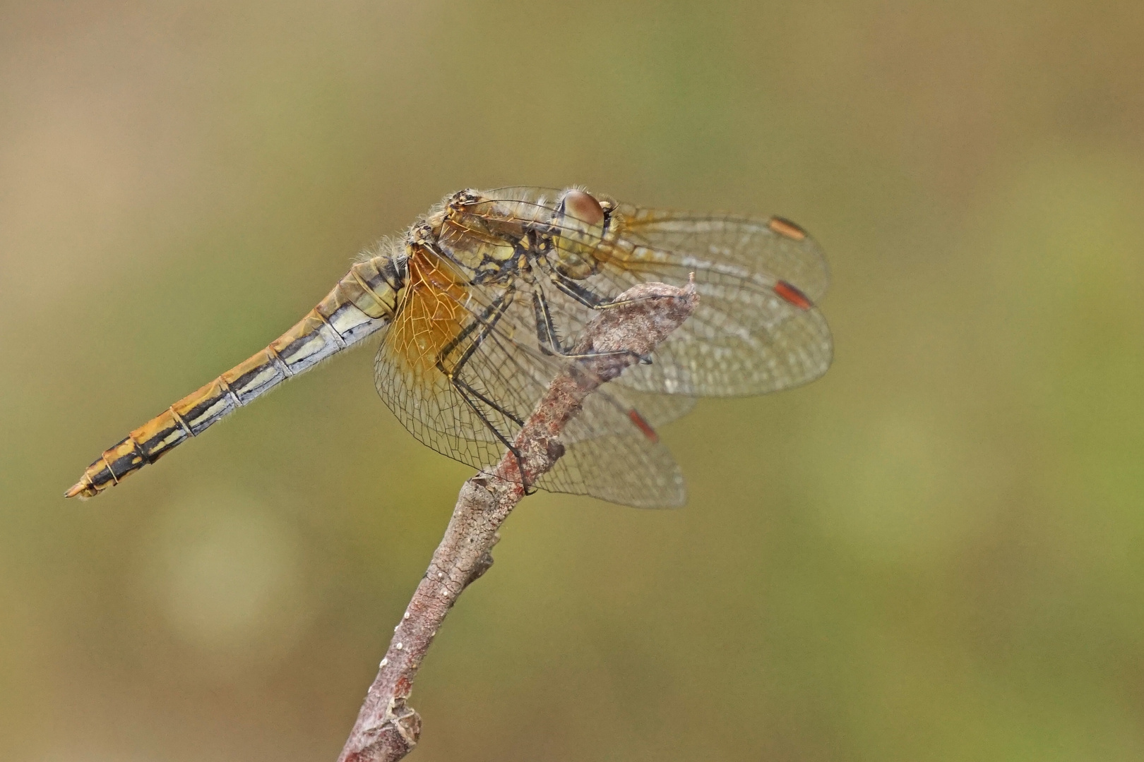 Gefleckte Heidelibelle (Sympetrum flaveolum), Weibchen