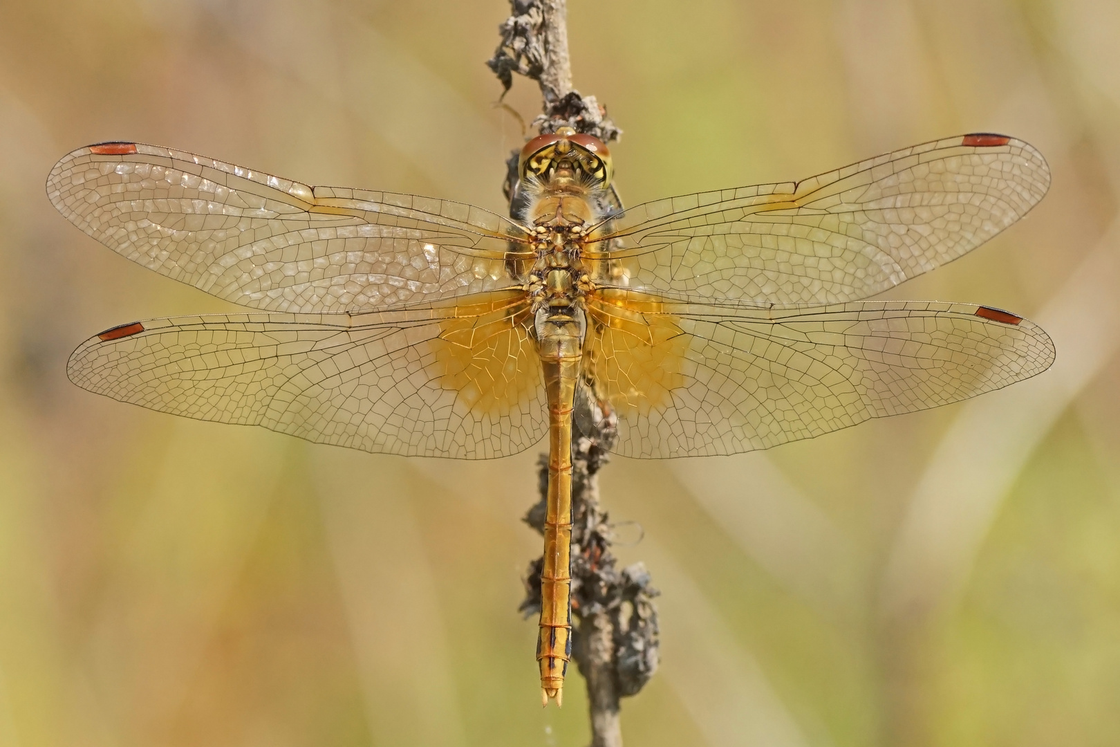 Gefleckte Heidelibelle (Sympetrum flaveolum), Weibchen