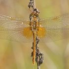 Gefleckte Heidelibelle (Sympetrum flaveolum), Weibchen