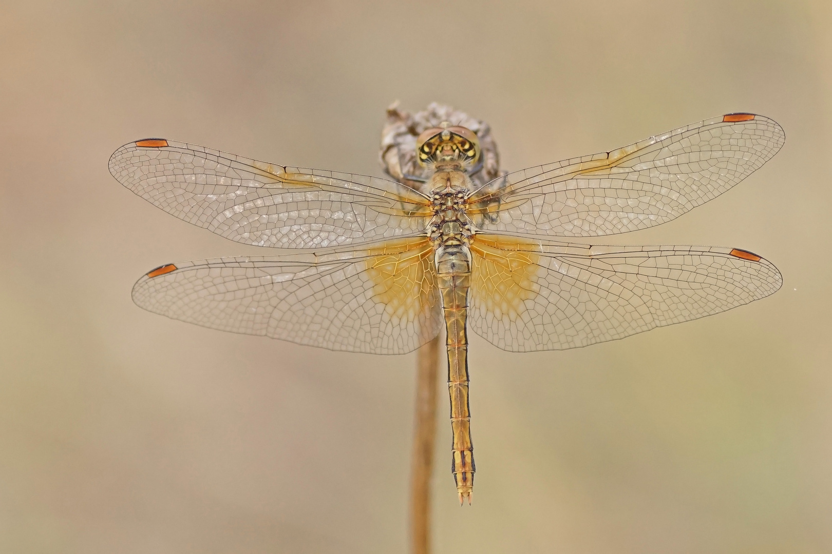 Gefleckte Heidelibelle (Sympetrum flaveolum), Weibchen