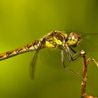 Gefleckte Heidelibelle (weiblich)