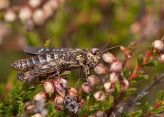 Gefleckte Keulenschrecke 2