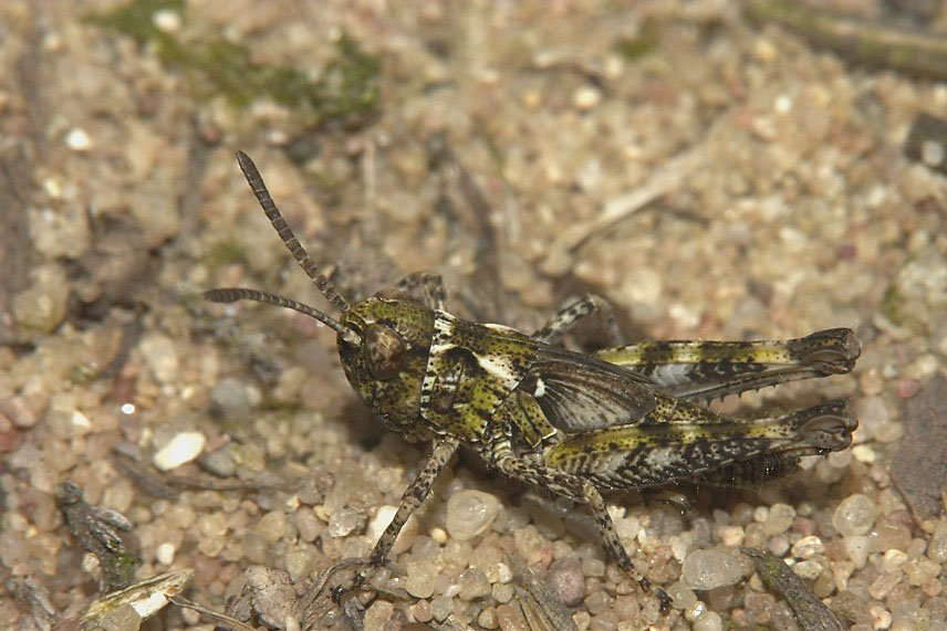 Gefleckte Keulenschrecke – Myrmeleotettix maculatus