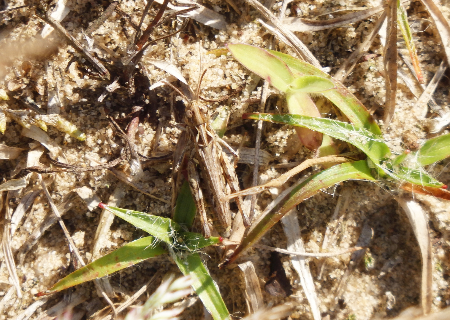 Gefleckte Keulenschrecke (Myrmeleotettix maculatus)