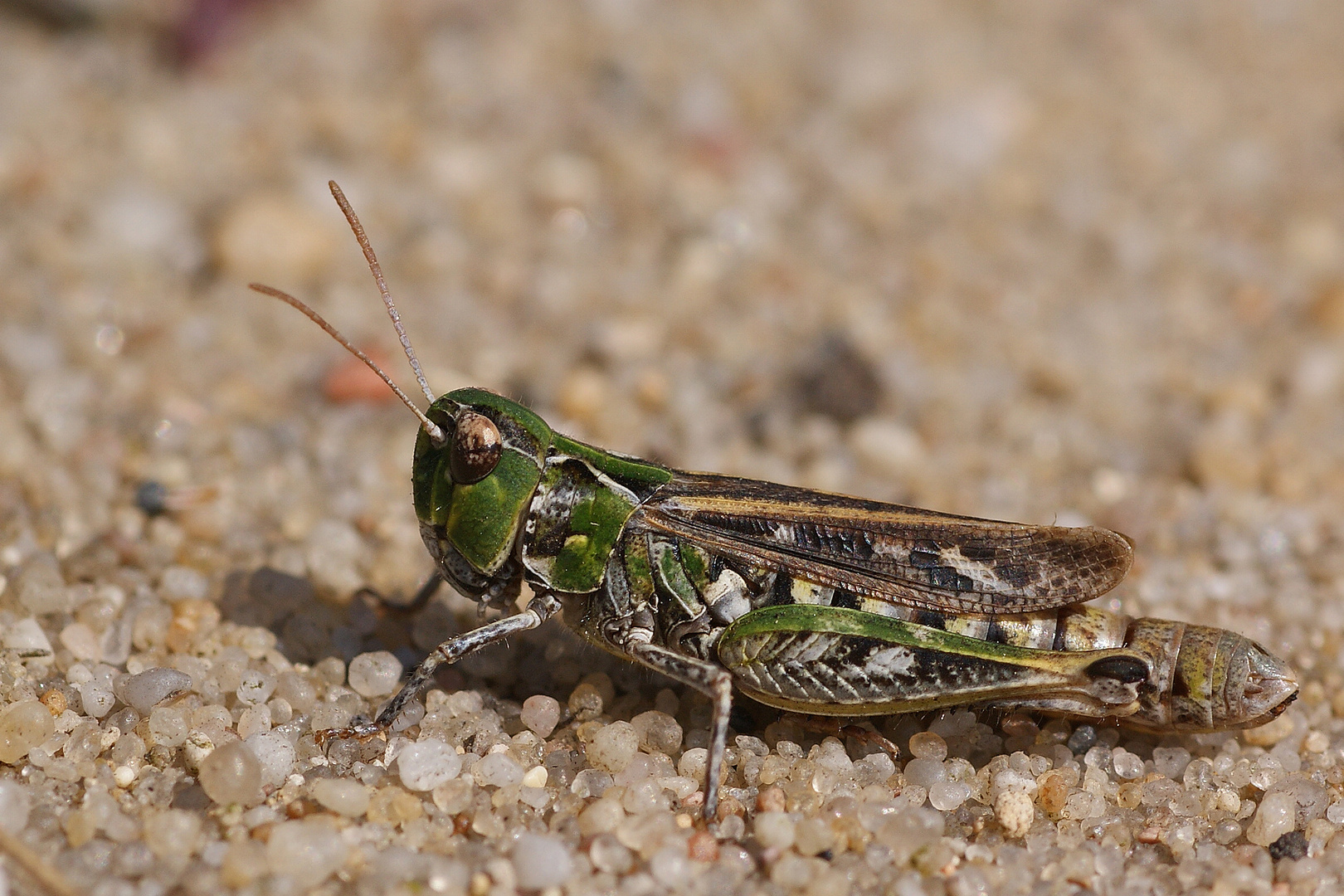 Gefleckte Keulenschrecke (Myrmeleotettix maculatus), Weibchen