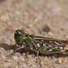 Gefleckte Keulenschrecke (Myrmeleotettix maculatus), Weibchen