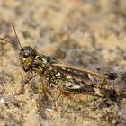 Gefleckte Keulenschrecke - Weibchen