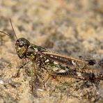 Gefleckte Keulenschrecke - Weibchen