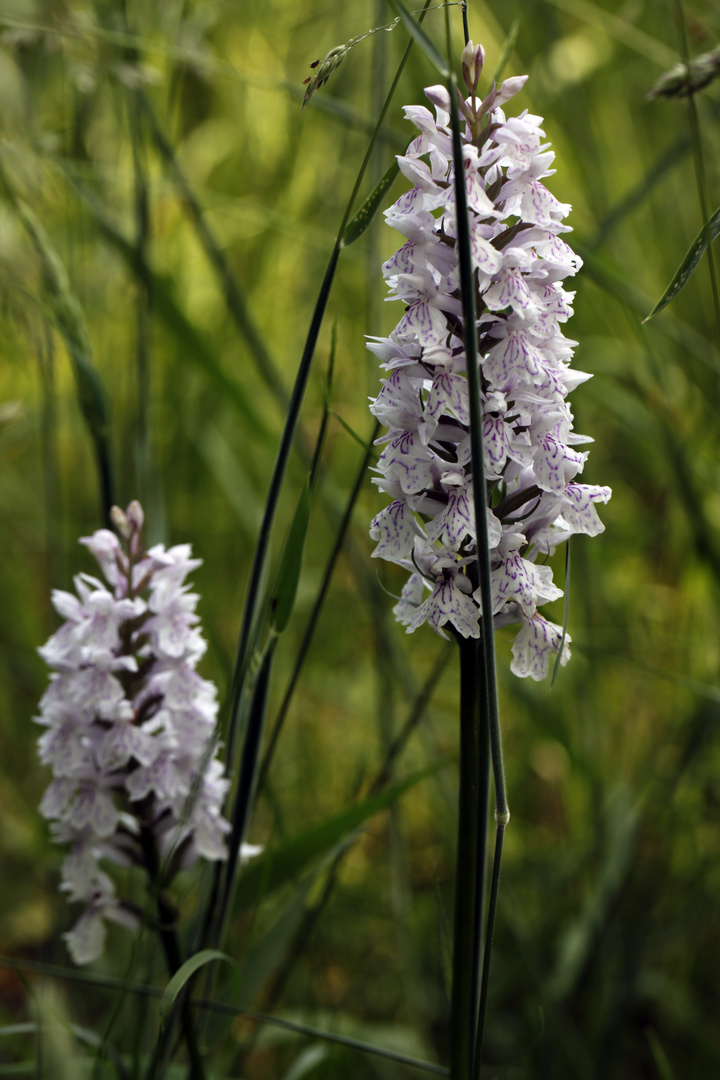 Gefleckte Kuckucksblume