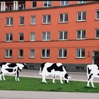 Gefleckte Kühe am Willy-Brandt-Platz in Ulm