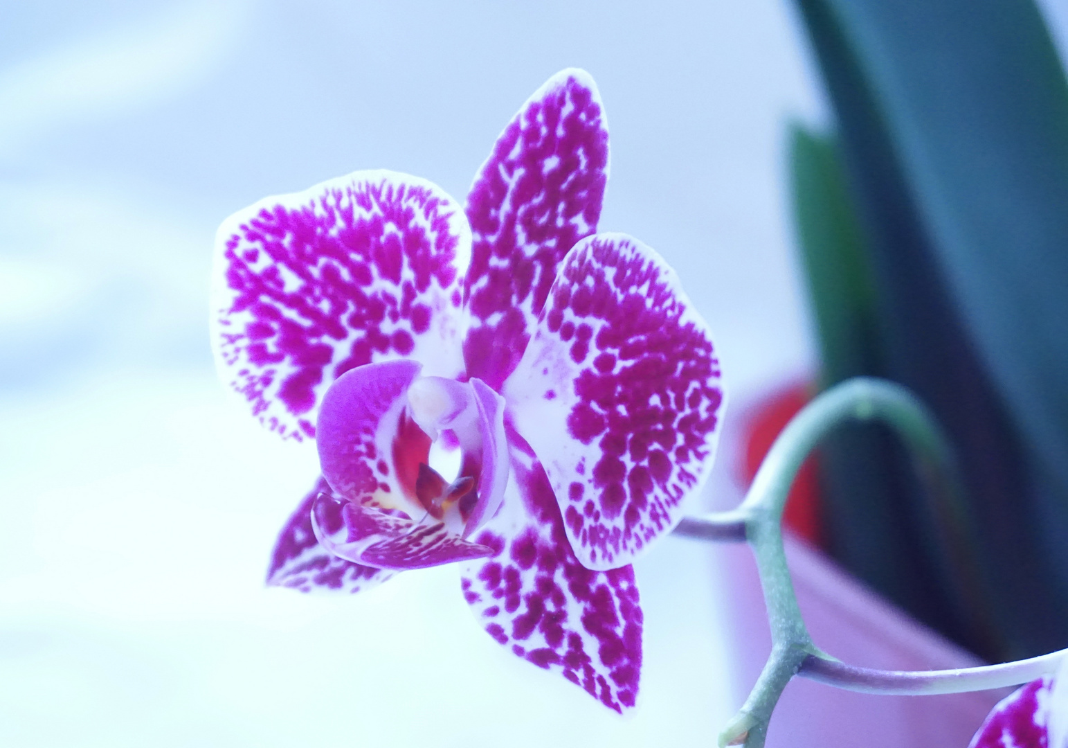 Gefleckte Orchidee