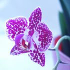 Gefleckte Orchidee