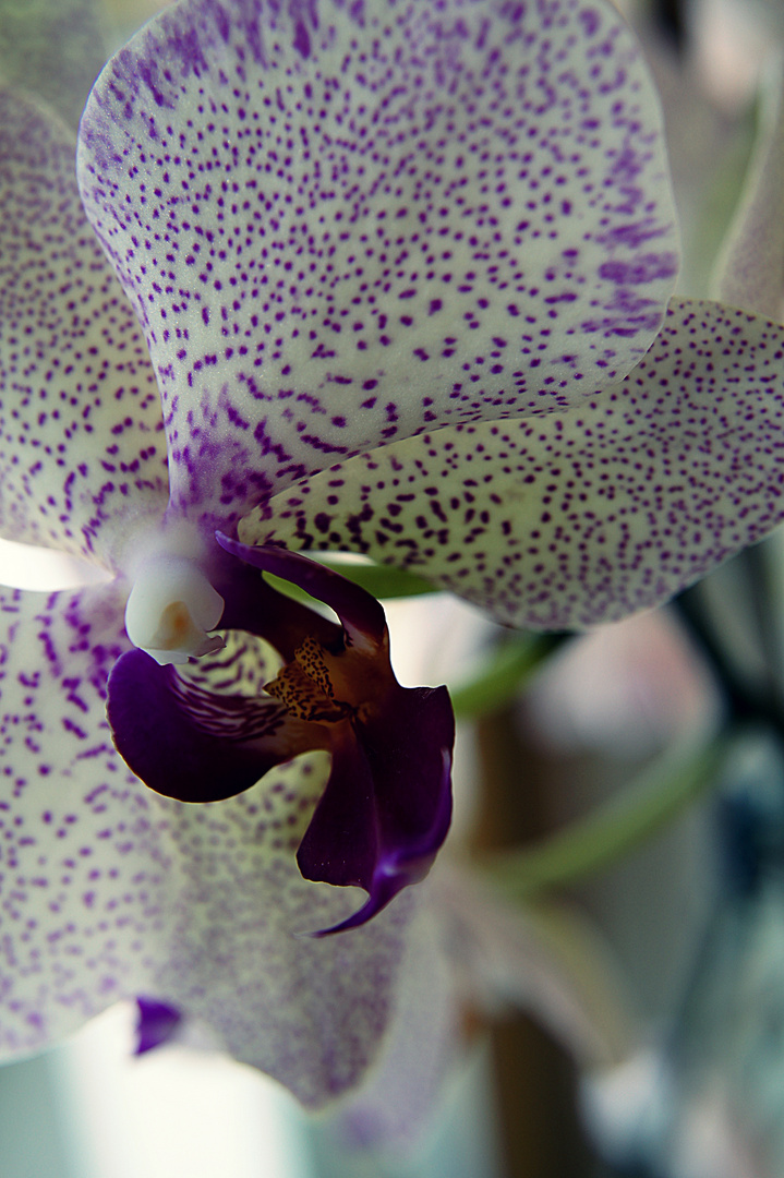 gefleckte Orchidee