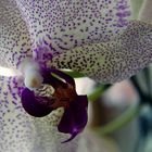 gefleckte Orchidee