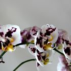 gefleckte Orchidee