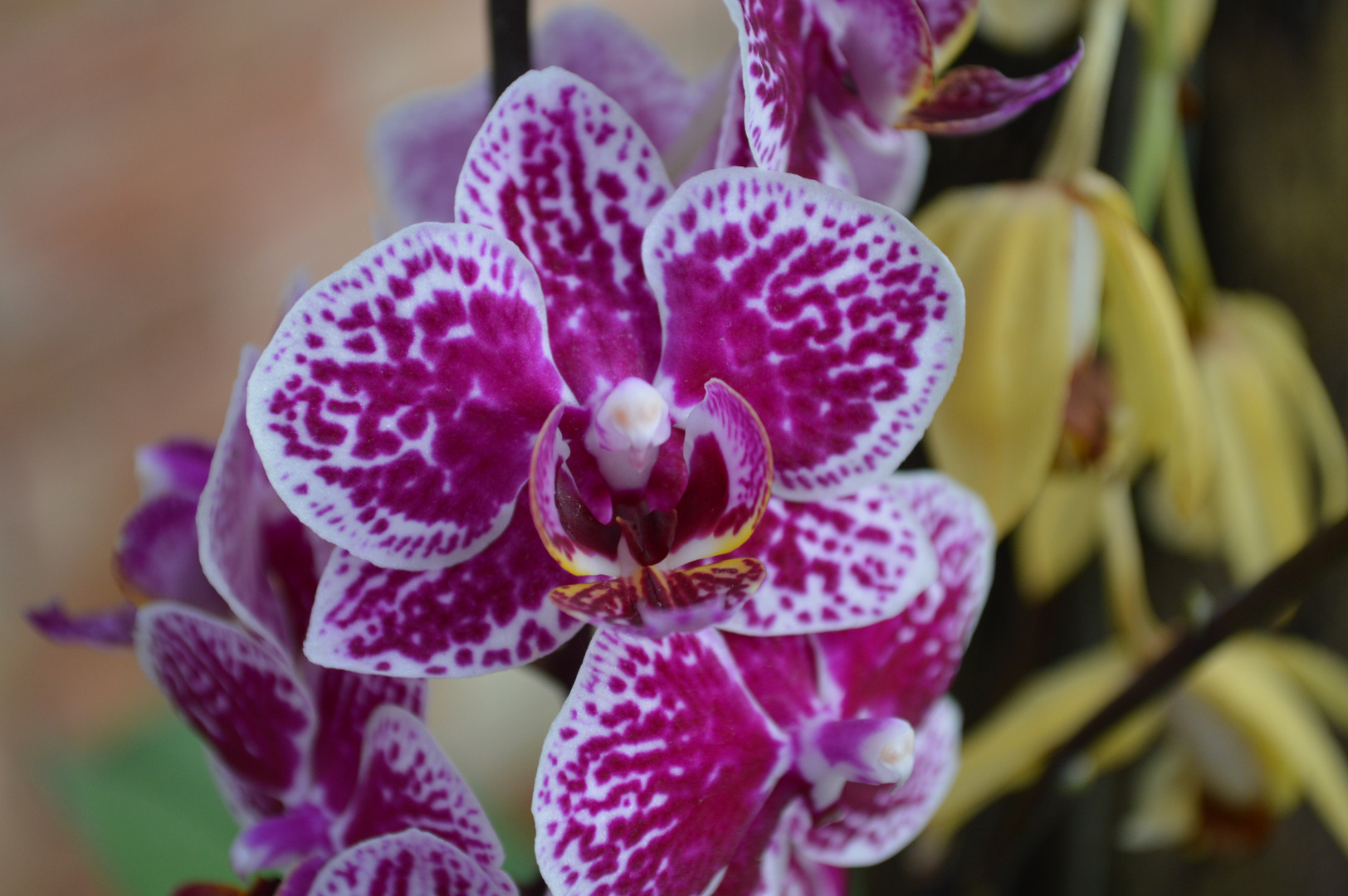 gefleckte Orchidee