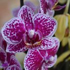 gefleckte Orchidee