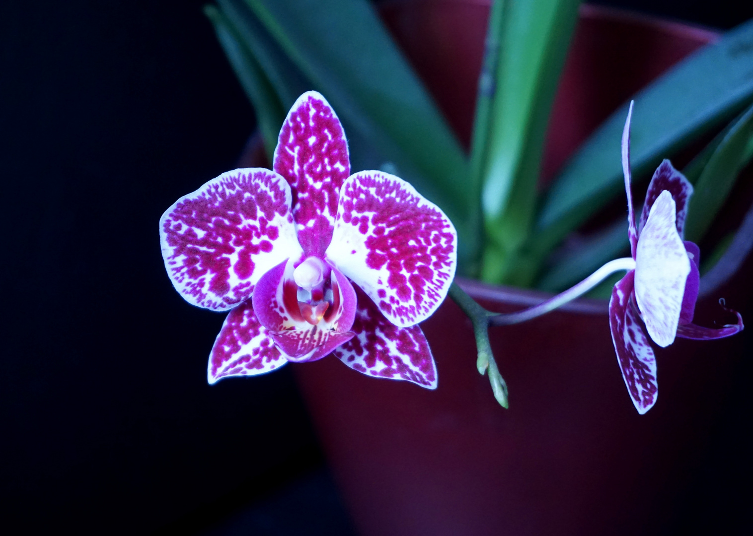 Gefleckte Orchidee