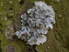 Gefleckte Punktflechte (Punctelia subrudecta)