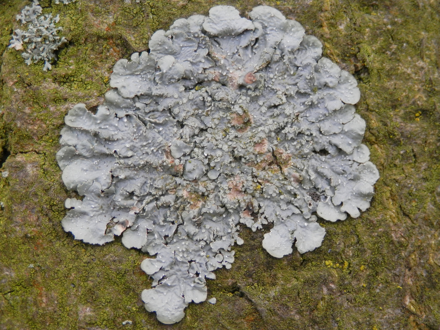 Gefleckte Punktflechte (Punctelia subrudecta) auf freistehendem Laubbaum