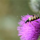 *Gefleckte Schmalbock & Distelblüte*