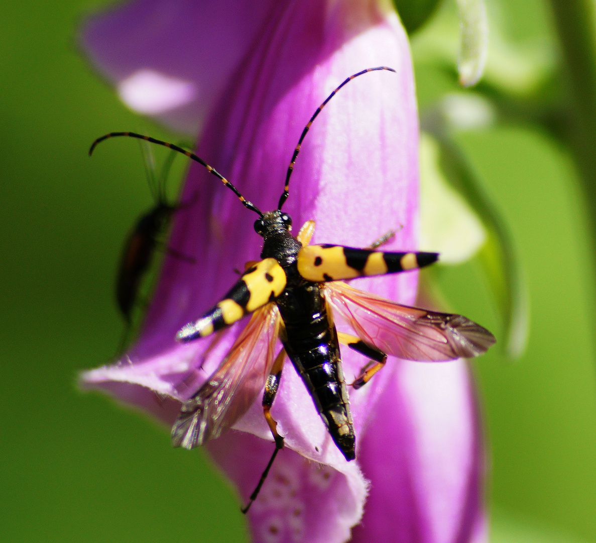 Gefleckte Schmalbock (Rutpela maculata)