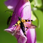 Gefleckte Schmalbock (Rutpela maculata)