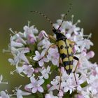 Gefleckte Schmalbock - Rutpela maculata