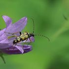 Gefleckte Schmalbock (Rutpela maculata)