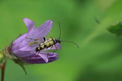 Gefleckte Schmalbock (Rutpela maculata)