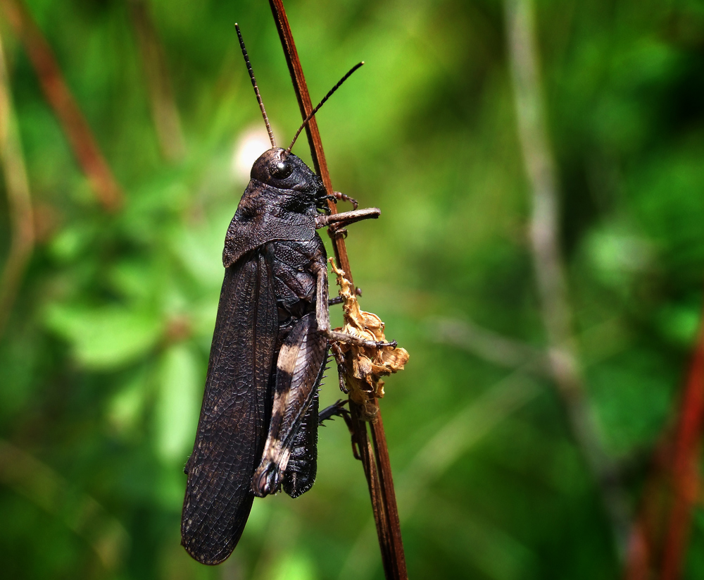 Gefleckte Schnarrschrecke