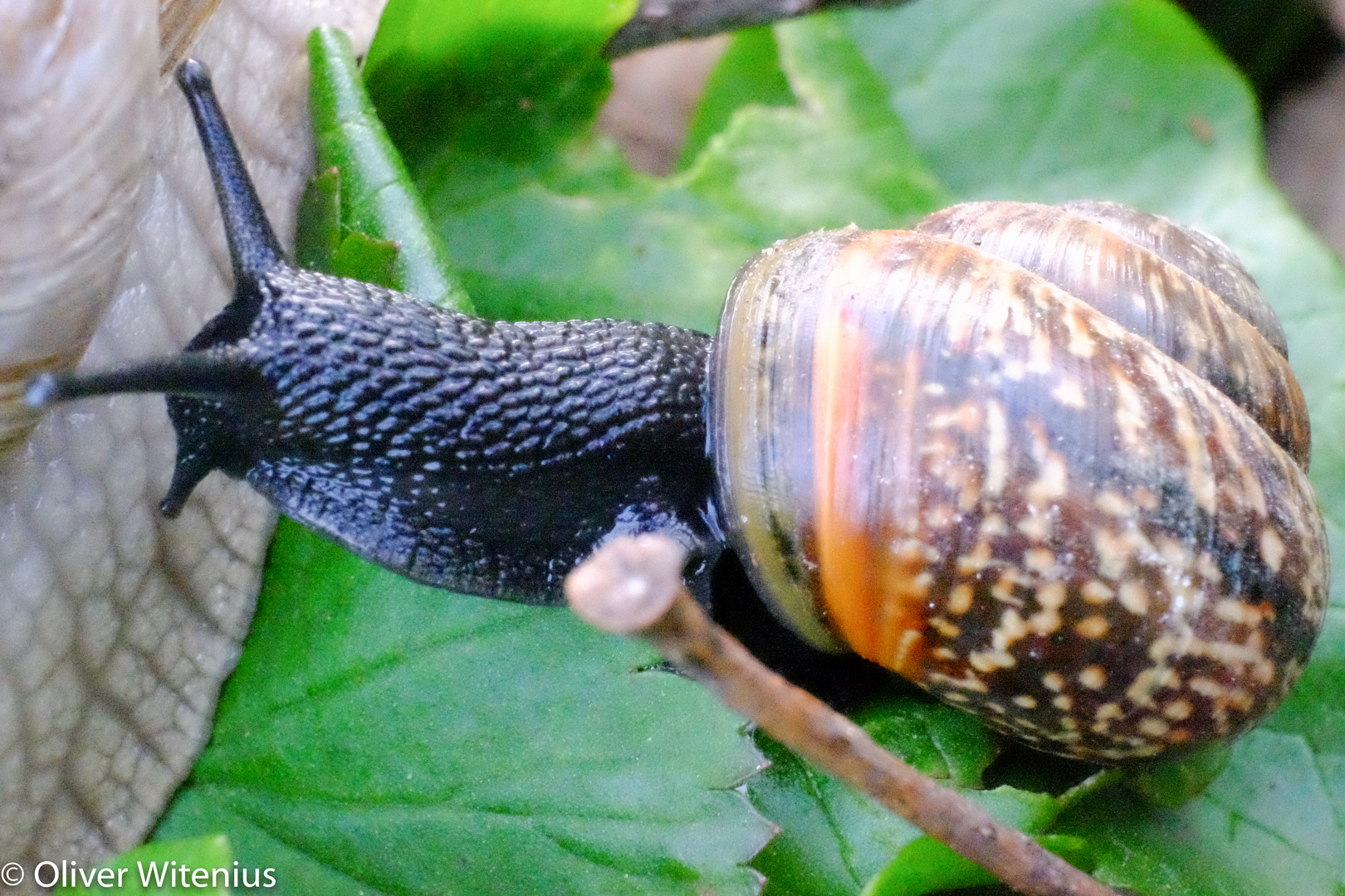 Gefleckte Schnirkelschnecke