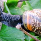 Gefleckte Schnirkelschnecke