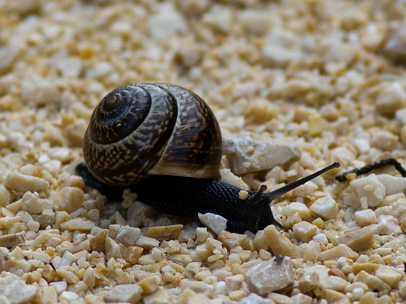 Gefleckte Schnirkelschnecke