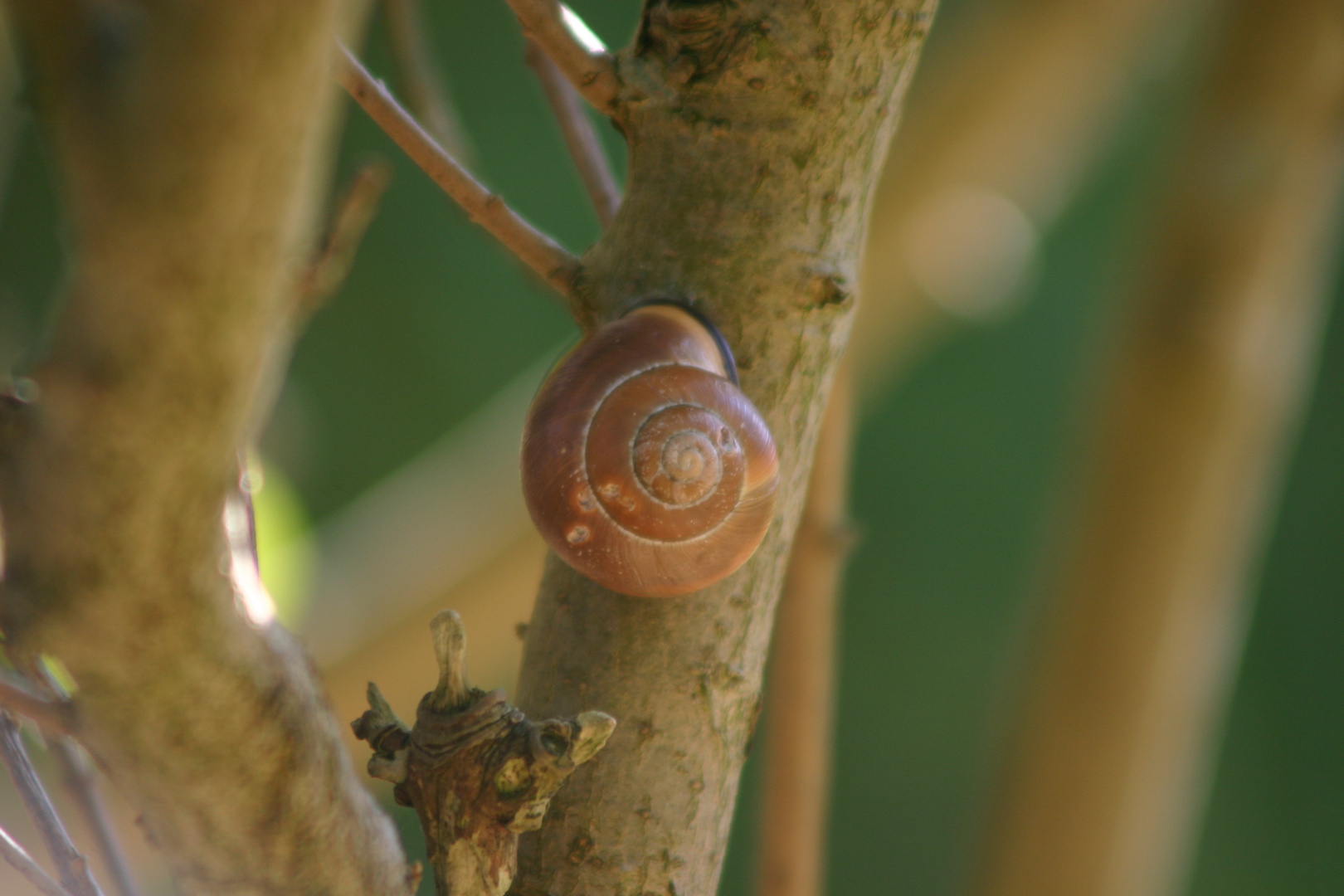 gefleckte Schnirkelschnecke