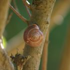 gefleckte Schnirkelschnecke