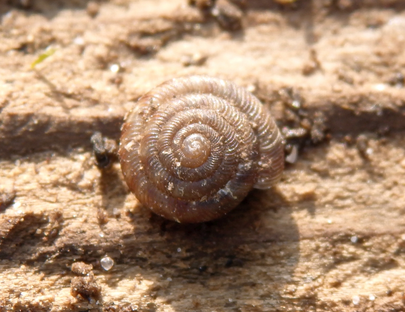 Gefleckte Schüsselschnecke (Discus rotundatus)